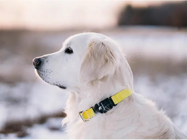 Fi Smart GPS Tracker Dog Collar: Series 3