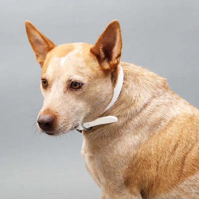 Waterproof Belt Buckle Collar in Blanca