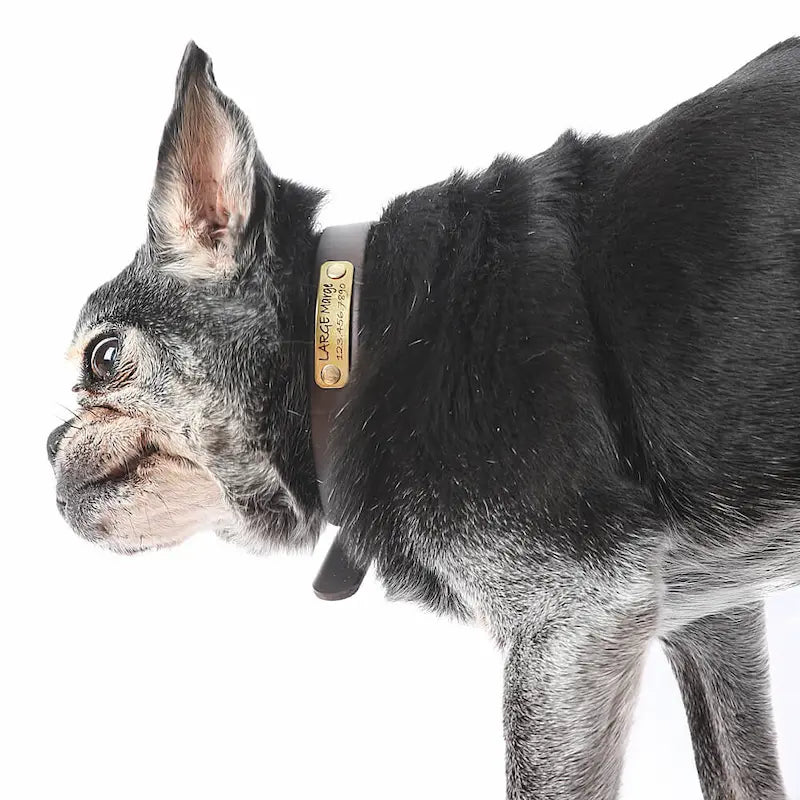 Waterproof Belt Buckle Collar in Brown