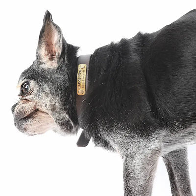 Waterproof Belt Buckle Collar in Brown