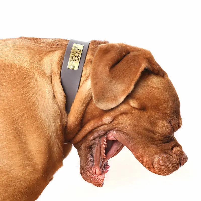 Waterproof Belt Buckle Collar in Gris Grey