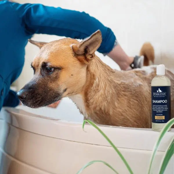 Shampooing pour animaux Pendleton