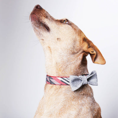 Dog Bow Tie Collar Accessory