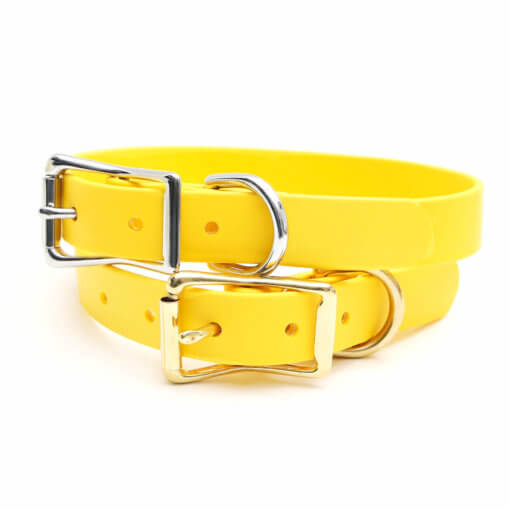 Waterproof Belt Buckle Collar in Limon Yellow